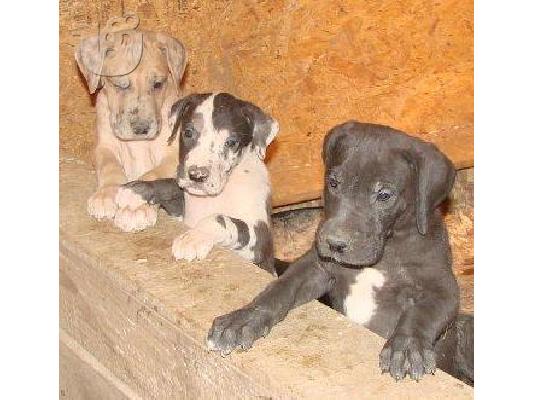 PoulaTo: full euro harlequin Great Dane